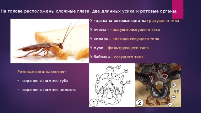 На голове расположены сложные глаза, два длинных усика и ротовые органы. У таракана ротовые органы грызущего типа У пчелы – грызуще-лижущего типа У комара – колюще-сосущего типа У мухи – фильтрующего типа У бабочки – сосущего типа Ротовые органы состоят: верхняя и нижняя губа верхняя и нижняя челюсть 