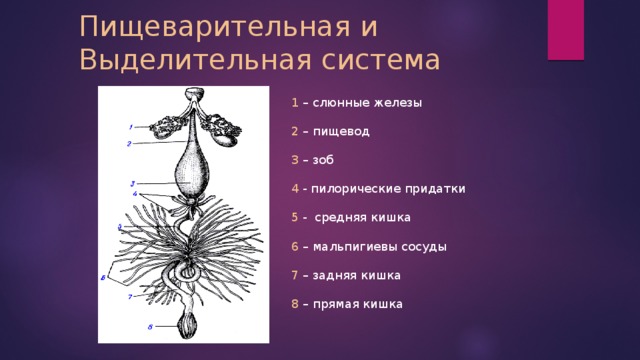 Пищеварительная и  Выделительная система 1 – слюнные железы 2 – пищевод 3 – зоб 4 - пилорические придатки 5 -  средняя кишка 6 – мальпигиевы сосуды 7 – задняя кишка 8 – прямая кишка 