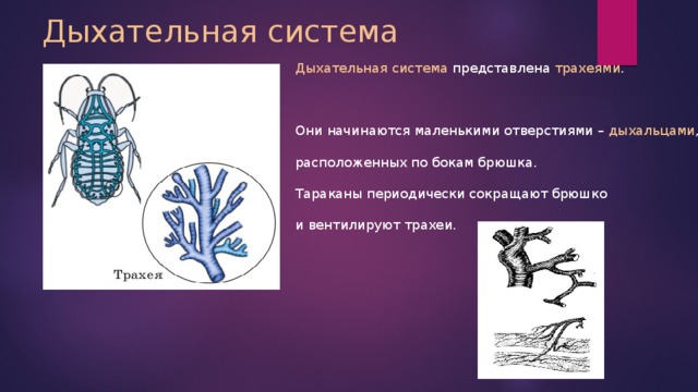 Дыхательная система Дыхательная система представлена трахеями . Они начинаются маленькими отверстиями – дыхальцами , расположенных по бокам брюшка. Тараканы периодически сокращают брюшко и вентилируют трахеи. 