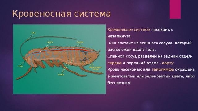 Кровеносная система Кровеносная система  насекомых незамкнута.  Она состоит из спинного сосуда, который расположен вдоль тела. Спинной сосуд разделен на задний отдел- сердце и передний отдел - аорту . Кровь насекомых или гемолимфа окрашена в желтоватый или зеленоватый цвета, либо бесцветная. 
