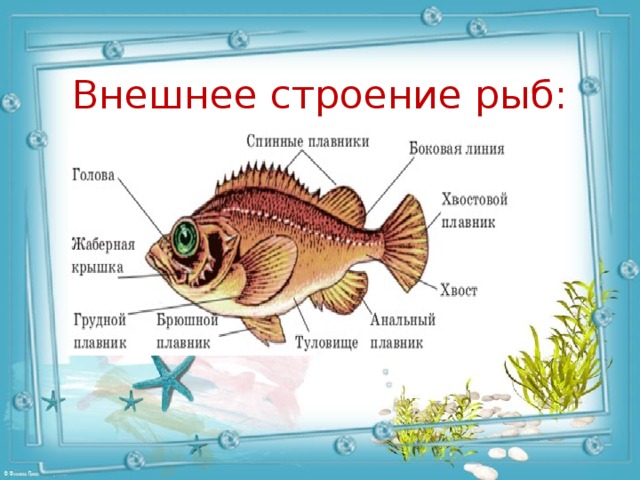  Внешнее строение рыб: 