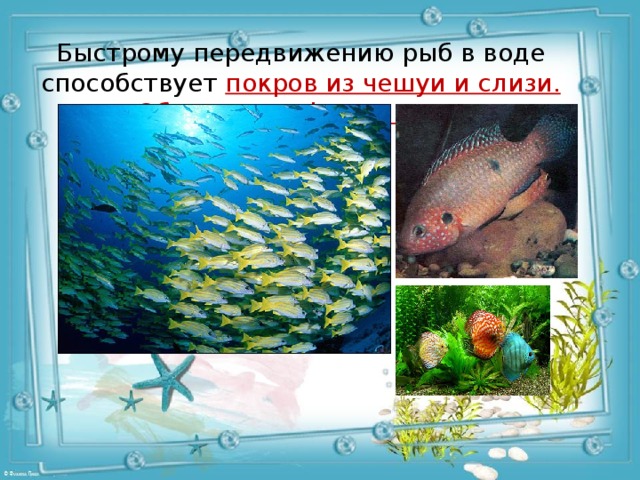 Быстрому передвижению рыб в воде способствует покров из чешуи и слизи. Обтекаемая форма тела 