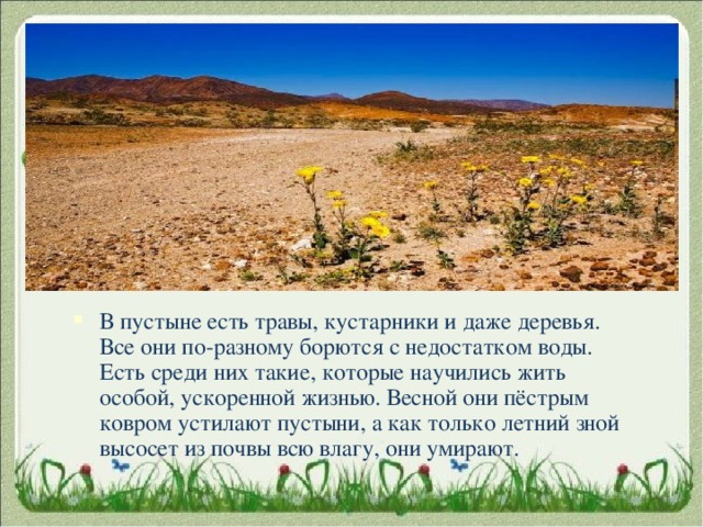  В пустыне есть травы, кустарники и даже деревья. Все они по-разному борются с недостатком воды. Есть среди них такие, которые научились жить особой, ускоренной жизнью. Весной они пёстрым ковром устилают пустыни, а как только летний зной высосет из почвы всю влагу, они умирают. 