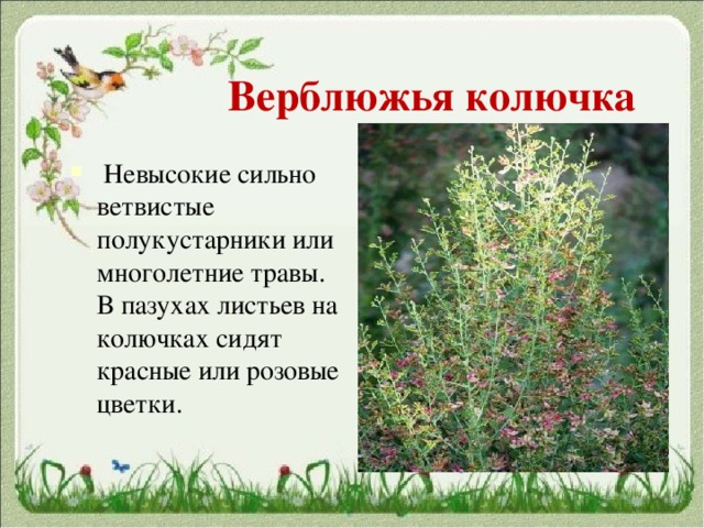   Верблюжья колючка   Невысокие сильно ветвистые полукустарники или многолетние травы. В пазухах листьев на колючках сидят красные или розовые цветки. 
