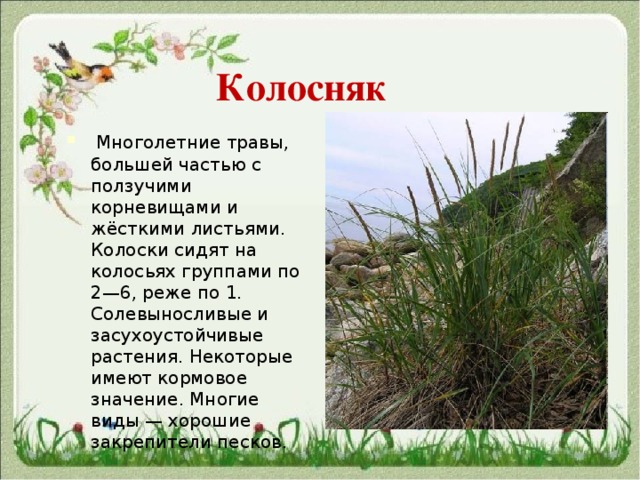    Колосняк  Многолетние травы, большей частью с ползучими корневищами и жёсткими листьями. Колоски сидят на колосьях группами по 2—6, реже по 1. Солевыносливые и засухоустойчивые растения. Некоторые имеют кормовое значение. Многие виды — хорошие закрепители песков. 
