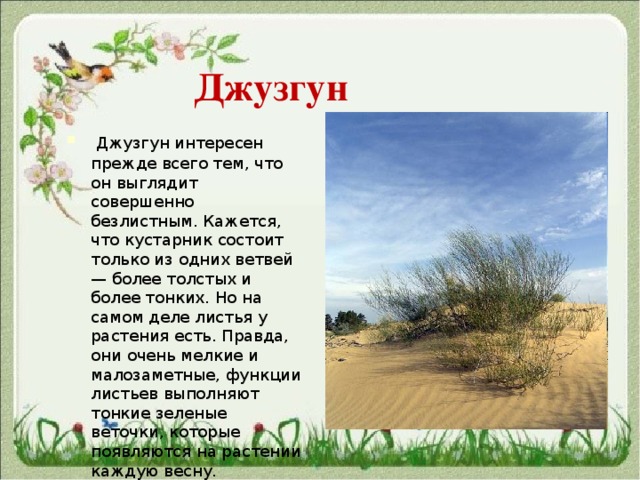  Джузгун   Джузгун интересен прежде всего тем, что он выглядит совершенно безлистным. Кажется, что кустарник состоит только из одних ветвей — более толстых и более тонких. Но на самом деле листья у растения есть. Правда, они очень мелкие и малозаметные, функции листьев выполняют тонкие зеленые веточки, которые появляются на растении каждую весну. 