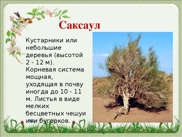   Саксаул  Кустарники или небольшие деревья (высотой 2 - 12 м). Корневая система мощная, уходящая в почву иногда до 10 - 11 м. Листья в виде мелких бесцветных чешуи или бугорков. 
