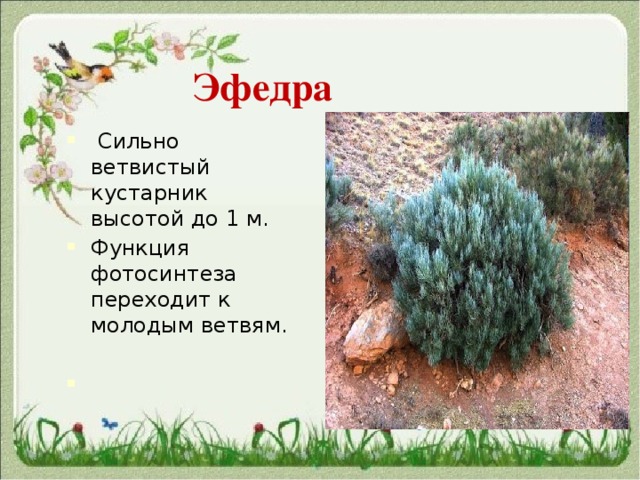  Эфедра  Сильно ветвистый кустарник высотой до 1 м. Функция фотосинтеза переходит к молодым ветвям. 