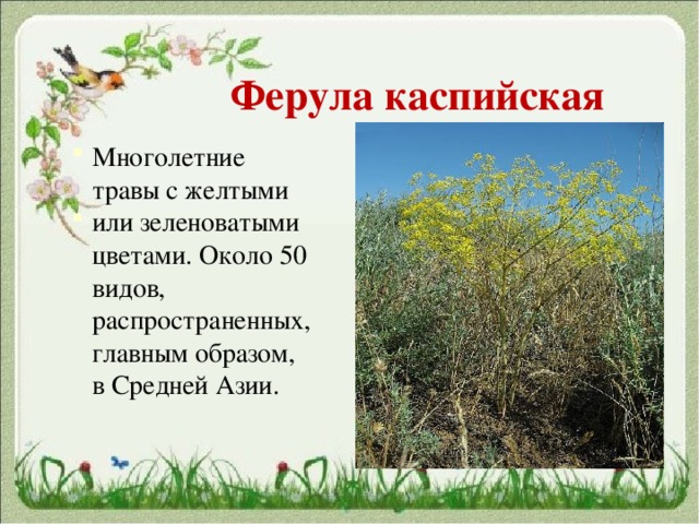   Ферула каспийская Многолетние травы с желтыми или зеленоватыми цветами. Около 50 видов, распространенных, главным образом, в Средней Азии. 