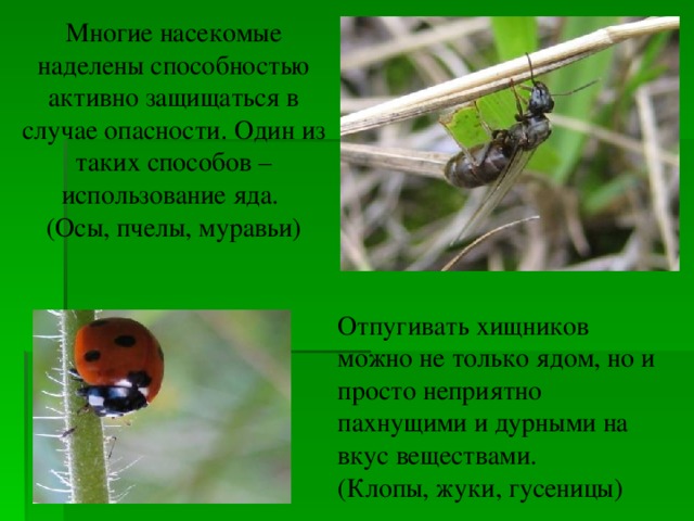 Многие насекомые наделены способностью активно защищаться в случае опасности. Один из таких способов – использование яда. (Осы, пчелы, муравьи) Отпугивать хищников можно не только ядом, но и просто неприятно пахнущими и дурными на вкус веществами. (Клопы, жуки, гусеницы) 