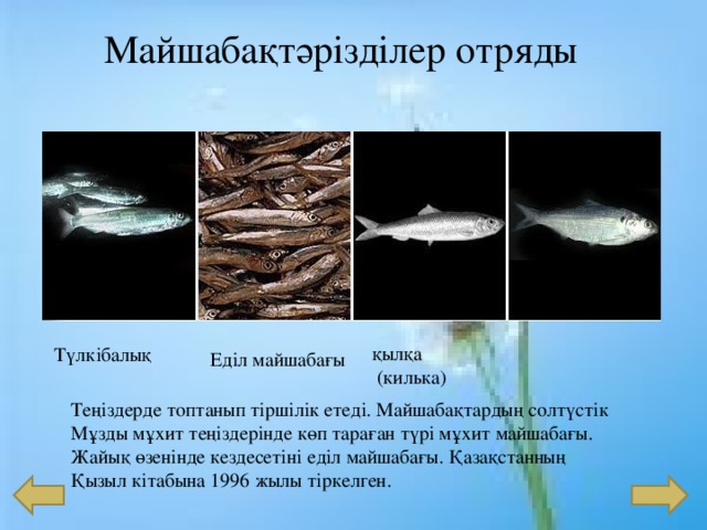 Майшабақтәрізділер отряды Түлкібалық қылқа  (килька) Еділ майшабағы Теңіздерде топтанып тіршілік етеді. Майшабақтардың солтүстік Мұзды мұхит теңіздерінде көп тараған түрі мұхит майшабағы. Жайық өзенінде кездесетіні еділ майшабағы. Қазақстанның Қызыл кітабына 1996 жылы тіркелген. 