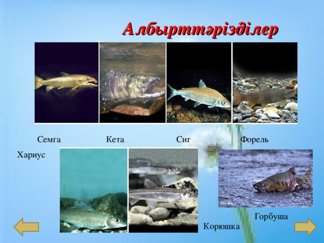  Албырттәрізділер отряды  Семга Кета Сиг Форель Хариус Горбуша Корюшка 