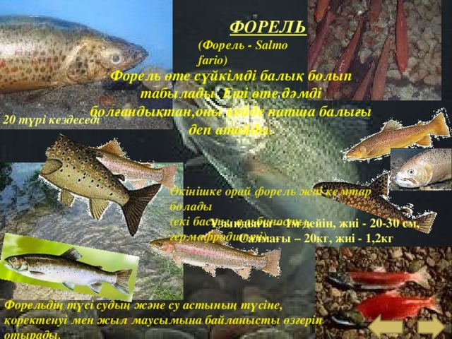 ФОРЕЛЬ (Форель - Salmo fario) Форель өте сүйкімді балық болып табылады. Еті өте дәмді болғандықтан,оны кейде патша балығы деп атайды.  20 түр і кездеседі Өкінішке орай форель жиі кемтар болады (екі басты, альбиносты, гермафродитті) Ұзындығы – 1м дейін, жиі - 20-30 с м,  Салмағы – 20кг, жиі - 1,2кг Форельдің түсі судың және су астының түсіне, қоректенуі мен жыл маусымына байланысты өзгеріп отырады. 