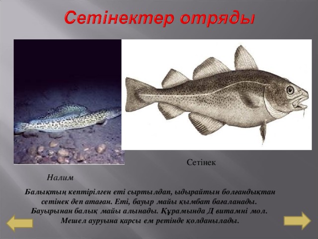  Сетінек Налим Балықтың кептірілген еті сыртылдап, ыдырайтын болғандықтан сетінек деп атаған. Еті, бауыр майы қымбат бағаланады. Бауырынан балық майы алынады. Құрамында Д витамні мол. Мешел ауруына қарсы ем ретінде қолданылады. 