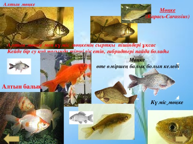 Алтын мөңке Мөңке (Карась-Carassius ) Алтын мөңке мен күміс мөңкенің сыртқы пішіндері ұқсас Кейде бір су қоймасында тіршілік етіп, гибридтері пайда болады Мөңке  өте өміршең балық болып келеді Алтын балық  Күміс  мөңке 