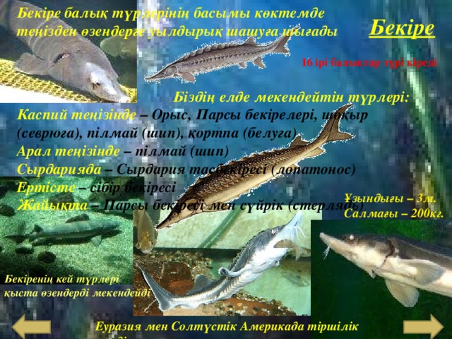 Бек іре балық түрлер інің басымы көктемде теңізден өзендерге уылдырық шашуға шығады Бекіре 16 ірі балықтар түр і кіреді Біздің елде мекендейтін түрлері :  Каспий теңізінде  – Орыс, Парсы бекірелері, шоқыр (севрюга), пілмай (шип), қортпа (белуга) Арал теңізінде  – пілмай (шип) Сырдарияда  – Сырдария тасбекіресі (лопатонос) Ертісте  – сібір бекіресі Жайықта  – Парсы бекіресі мен сүйрік (стерлядь) Ұзындығы – 3м. Салмағы – 200кг. Бекіренің кей түрлері қыста өзендерді мекендейді Еуразия мен Солтүстік Америкада тіршілік етеді 