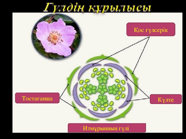 Қос гүлсерік Тостағанша Күлте Итмұрынның гүлі 