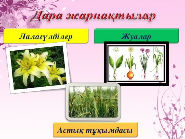 Лалагүлділер Жуалар Астық тұқымдасы 