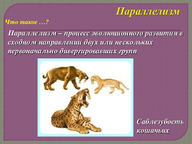 Что такое …? Параллелизм – процесс эволюционного развития в сходном направлении двух или нескольких первоначально дивергировавших групп Саблезубость кошачьих