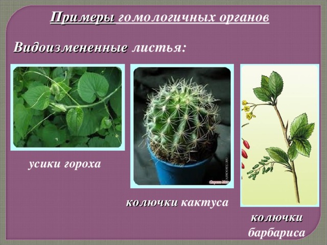 Примеры гомологичных органов Видоизмененные листья: усики гороха колючки кактуса колючки барбариса