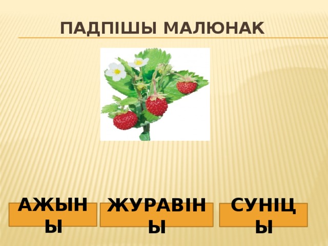 Падпішы малюнак АЖЫНЫ ЖУРАВІНЫ СУНІЦЫ 