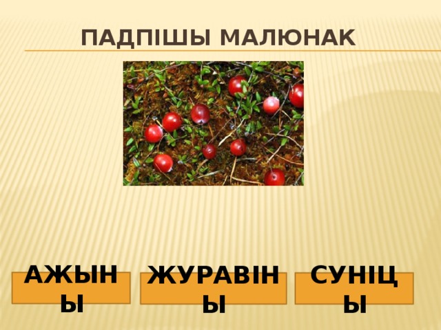 Падпішы малюнак АЖЫНЫ ЖУРАВІНЫ СУНІЦЫ 