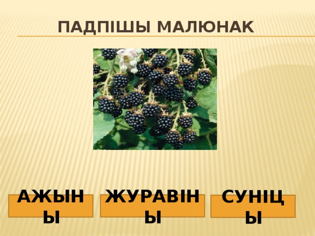 Падпішы малюнак ЖУРАВІНЫ АЖЫНЫ СУНІЦЫ 