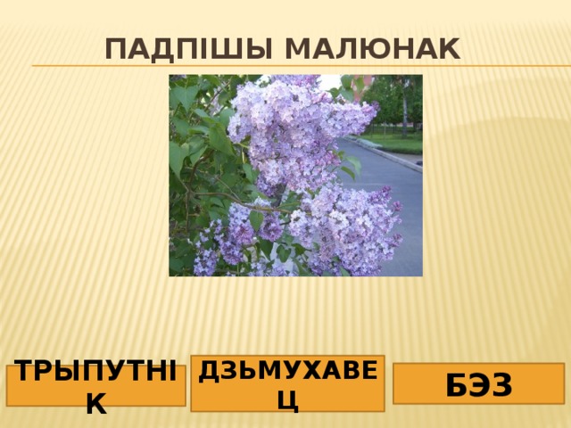 Падпішы малюнак ДЗЬМУХАВЕЦ БЭЗ ТРЫПУТНІК 