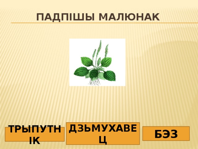 Падпішы малюнак ДЗЬМУХАВЕЦ БЭЗ ТРЫПУТНІК 