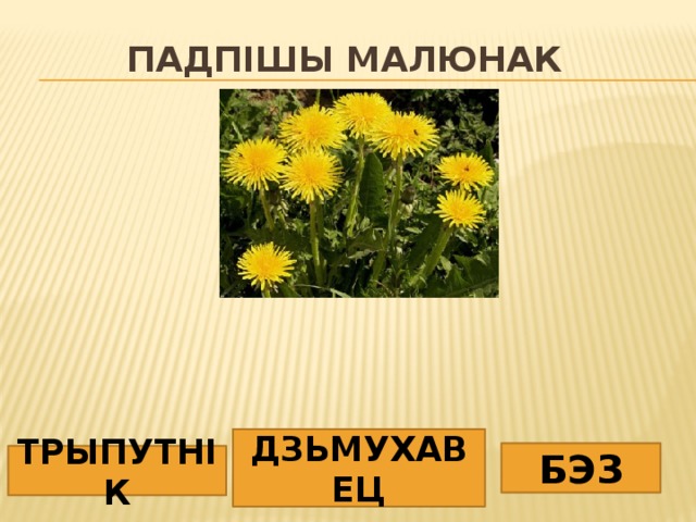 Падпішы малюнак ДЗЬМУХАВЕЦ БЭЗ ТРЫПУТНІК 