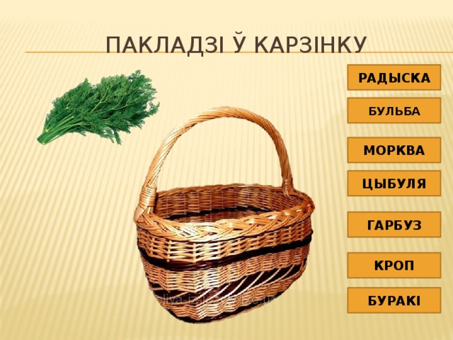 Пакладзі ў карзінку РАДЫСКА БУЛЬБА МОРКВА ЦЫБУЛЯ ГАРБУЗ КРОП БУРАКІ 