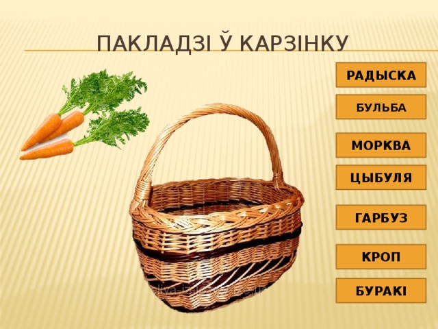 Пакладзі ў карзінку РАДЫСКА БУЛЬБА МОРКВА ЦЫБУЛЯ ГАРБУЗ КРОП БУРАКІ 