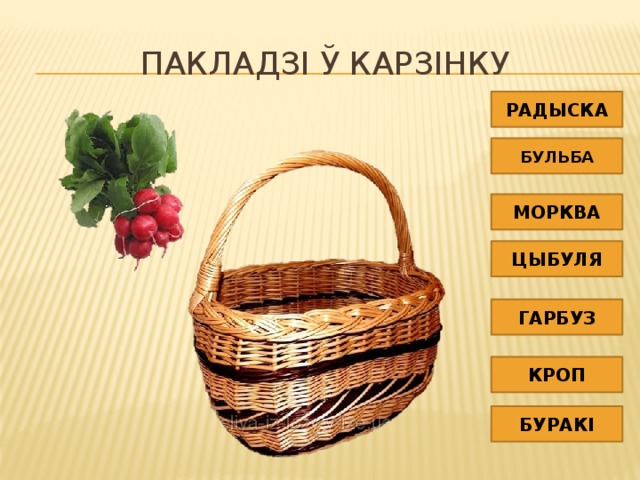 Пакладзі ў карзінку РАДЫСКА БУЛЬБА МОРКВА ЦЫБУЛЯ ГАРБУЗ КРОП БУРАКІ 