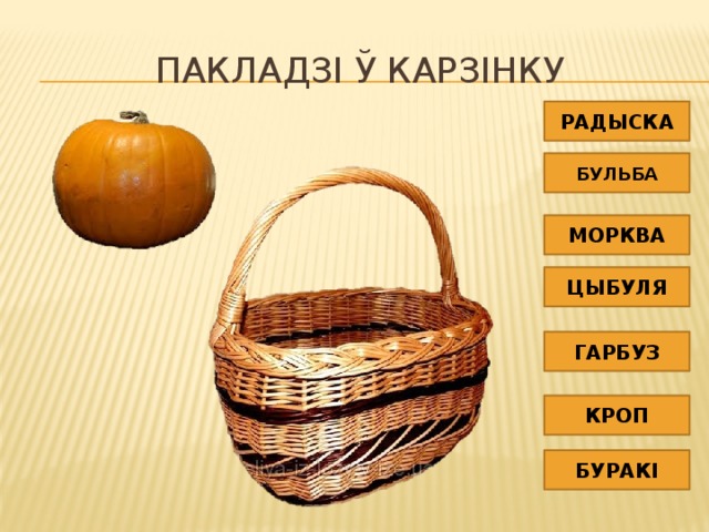 Пакладзі ў карзінку РАДЫСКА БУЛЬБА МОРКВА ЦЫБУЛЯ ГАРБУЗ КРОП БУРАКІ 