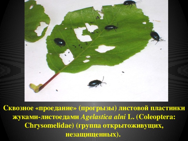 Сквозное «проедание» (прогрызы) листовой пластинки жуками-листоедами Agelastica alni L. (Coleoptera: Chrysomelidae) (группа открытоживущих, незащищенных). 