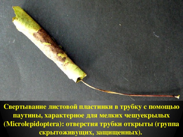 Свертывание листовой пластинки в трубку с помощью паутины, характерное для мелких чешуекрылых (Microlepidoptera): отверстия трубки открыты (группа скрытоживущих, защищенных). 