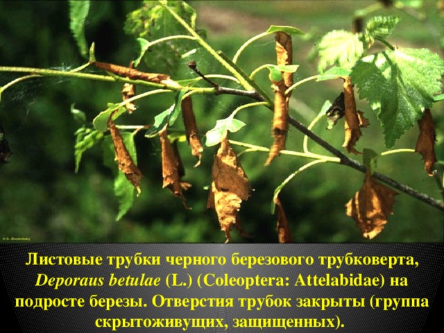 Листовые трубки черного березового трубковерта, Deporaus betulae (L.) (Coleoptera: Attelabidae) на подросте березы. Отверстия трубок закрыты (группа скрытоживущих, защищенных). 