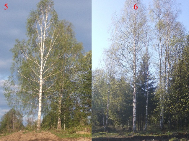  5  6 