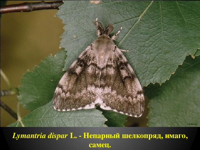 Lymantria dispar L. - Непарный шелкопряд, имаго, самец. 