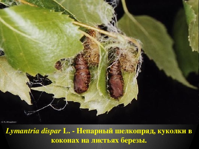 Lymantria dispar L. - Непарный шелкопряд, куколки в коконах на листьях березы. 