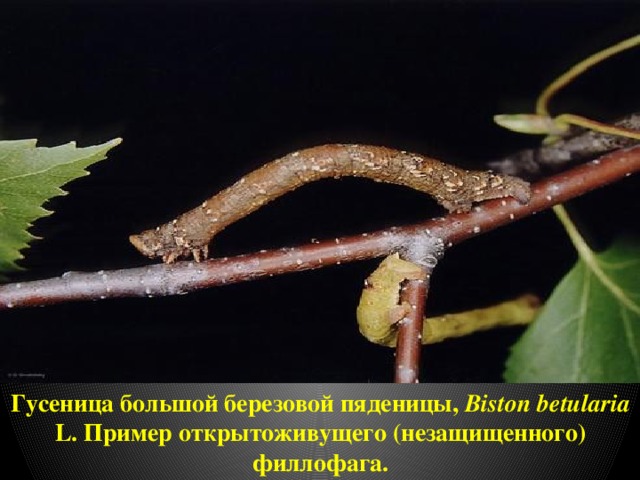 Гусеница большой березовой пяденицы, Biston betularia L. Пример открытоживущего (незащищенного) филлофага. 