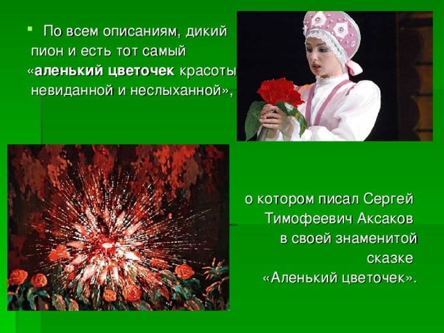    По всем описаниям, дикий  пион и есть тот самый « аленький цветочек красоты  невиданной и неслыханной»,  о котором писал Сергей Тимофеевич Аксаков в своей знаменитой  сказке «Аленький цветочек». 