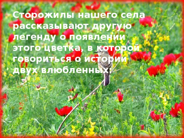 Сторожилы нашего села рассказывают другую легенду о появлении этого цветка, в которой говориться о истории двух влюбленных: 