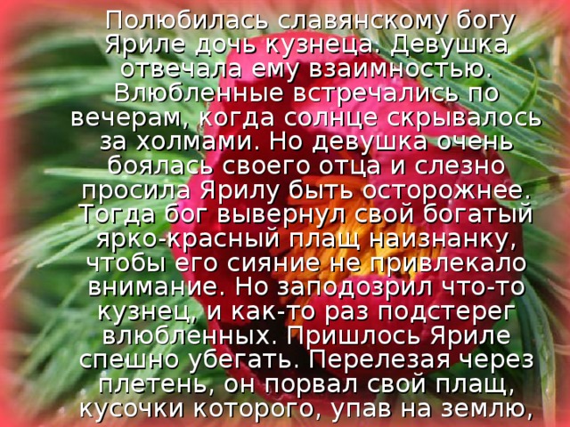  Полюбилась славянскому богу Яриле дочь кузнеца. Девушка отвечала ему взаимностью. Влюбленные встречались по вечерам, когда солнце скрывалось за холмами. Но девушка очень боялась своего отца и слезно просила Ярилу быть осторожнее. Тогда бог вывернул свой богатый ярко-красный плащ наизнанку, чтобы его сияние не привлекало внимание. Но заподозрил что-то кузнец, и как-то раз подстерег влюбленных. Пришлось Яриле спешно убегать. Перелезая через плетень, он порвал свой плащ, кусочки которого, упав на землю, превратились в малиновые цветы. Не смог больше Ярила приходить к свое милой, но на прощание пообещал, что пока эти цветы — его прощальный подарок — будут цвести возле дома, пожары жилище кузнеца и его прекрасной дочери будут обходить стороной. 