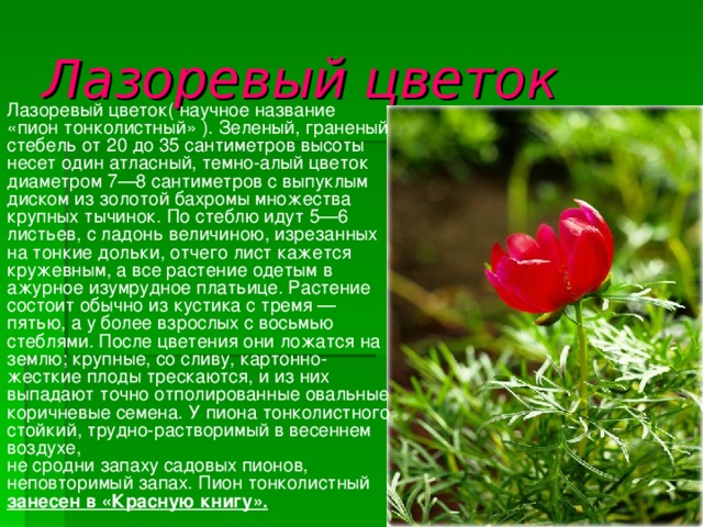 Лазоревый цветок   Лазоревый цветок( научное название «пион тонколистный» ). Зеленый, граненый стебель от 20 до 35 сантиметров высоты несет один атласный, темно-алый цветок диаметром 7—8 сантиметров с выпуклым диском из золотой бахромы множества крупных тычинок. По стеблю идут 5—6 листьев, с ладонь величиною, изрезанных на тонкие дольки, отчего лист кажется кружевным, а все растение одетым в ажурное изумрудное платьице. Растение состоит обычно из кустика с тремя — пятью, а у более взрослых с восьмью стеблями. После цветения они ложатся на землю; крупные, со сливу, картонно-жесткие плоды трескаются, и из них выпадают точно отполированные овальные коричневые семена. У пиона тонколистного стойкий, трудно-растворимый в весеннем воздухе,  не сродни запаху садовых пионов, неповторимый запах. Пион тонколистный занесен в «Красную книгу». 