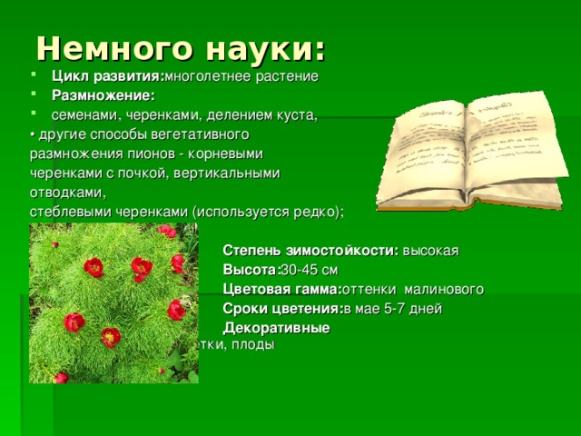 Немного науки: Цикл развития: многолетнее растение Размножение: семенами, черенками, делением куста, • другие способы вегетативного размножения пионов - корневыми черенками с почкой, вертикальными отводками, стеблевыми черенками (используется редко);   Степень зимостойкости: высокая  Высота: 30-45 см  Цветовая гамма: оттенки малинового  Сроки цветения: в мае 5-7 дней  Декоративные свойства: листья, цветки, плоды   