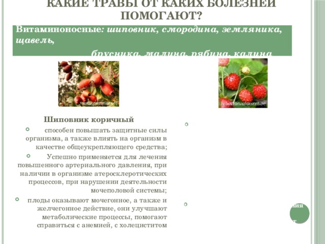 Какие травы от каких болезней помогают? Витаминоносные : шиповник, смородина, земляника, щавель,  брусника, малина, рябина, калина Земляника лесная листья и измельченные корни используют в качестве мочегонного средства. Наружно отвары из корней применяют для лечения кожных повреждений - ран, язв. Полоскание полости рта отваром способствует укреплению десен, улучшает здоровье зубов; используют для приготовления витаминного чая. Земляничный чай обладает общеукрепляющим действием. Шиповник коричный способен повышать защитные силы организма, а также влиять на организм в качестве общеукрепляющего средства; Успешно применяется для лечения повышенного артериального давления, при наличии в организме атеросклеротических процессов, при нарушении деятельности мочеполовой системы; плоды оказывают мочегонное, а также и желчегонное действие, они улучшают метаболические процессы, помогают справиться с анемией, с холециститом 