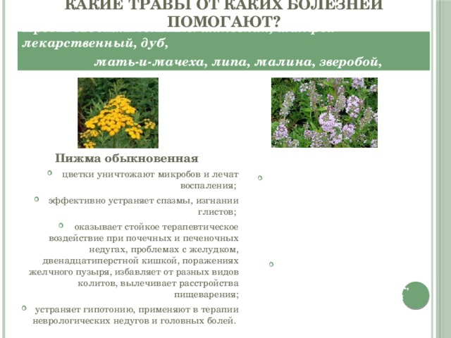 Какие травы от каких болезней помогают?   Противовоспалительные : шиповник, шалфей лекарственный, дуб,  мать-и-мачеха, липа, малина, зверобой, багульник, чабрец   Пижма обыкновенная цветки уничтожают микробов и лечат воспаления; эффективно устраняет спазмы, изгнании глистов; оказывает стойкое терапевтическое воздействие при почечных и печеночных недугах, проблемах с желудком, двенадцатиперстной кишкой, поражениях желчного пузыря, избавляет от разных видов колитов, вылечивает расстройства пищеварения; устраняет гипотонию, применяют в терапии неврологических недугов и головных болей. Чабрец обладают обезболивающим, антисептическим, противовоспалительным, отхаркивающим, противоглистным, бронхорасширяющим, спазмолитическим, а также и легким снотворным действием; помогает справиться с простудными заболеваниями, при невралгиях, при коликах, метеоризме и гастрите, при воспалительных процессах в печени и почках . 