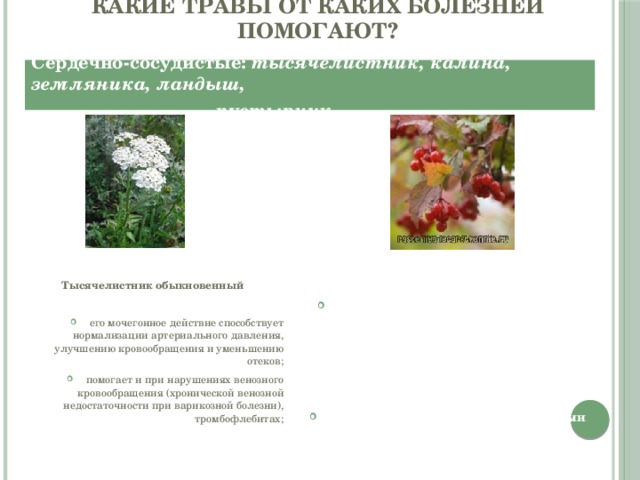 Какие травы от каких болезней помогают?  Сердечно-сосудистые: тысячелистник, калина, земляника, ландыш,  пустырник  Тысячелистник обыкновенный Калина обыкновенная   его мочегонное действие способствует нормализации артериального давления, улучшению кровообращения и уменьшению отеков; помогает и при нарушениях венозного кровообращения (хронической венозной недостаточности при варикозной болезни), тромбофлебитах; при обычной головной боли вместо спазматических средств, лучше выпить стакан настоя из ягод калины. Помимо этого, настой помогает при проблемах с желудком, например, при гастрите или язве, а также в целом укрепляет стенки желудка и улучшает пищеварение.  Ягоды калины, обладают полезными свойствами, способствующими уменьшению артериального давления  