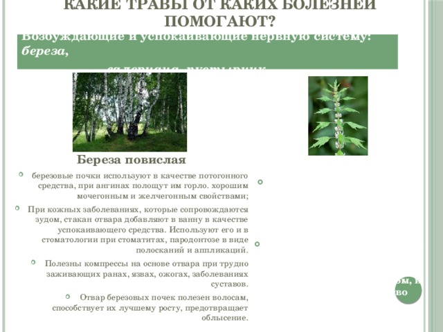 Какие травы от каких болезней помогают? Возбуждающие и успокаивающие нервную систему: береза,  валериана, пустырник Береза повислая березовые почки используют в качестве потогонного средства, при ангинах полощут им горло. хорошим мочегонным и желчегонным свойствами; При кожных заболеваниях, которые сопровождаются зудом, стакан отвара добавляют в ванну в качестве успокаивающего средства. Используют его и в стоматологии при стоматитах, пародонтозе в виде полосканий и аппликаций. Полезны компрессы на основе отвара при трудно заживающих ранах, язвах, ожогах, заболеваниях суставов. Отвар березовых почек полезен волосам, способствует их лучшему росту, предотвращает облысение. Пустырник настой пустырника придает силы и уменьшает частоту сердечных сокращений, что очень важно для людей, занимающихся спортом; Настой пустырника способен уменьшать уровень глюкозы в крови. Это важно для людей, больных диабетом, и он снижает количество холестерина. 